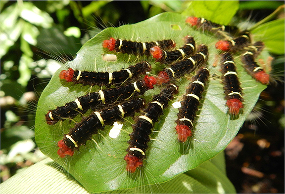 Gregarious caterpillars in the Ecuadorian Amazon.